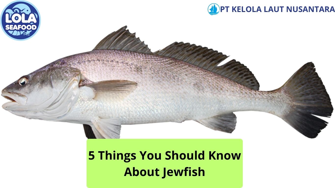 5 Things You Should Know About Jewfish